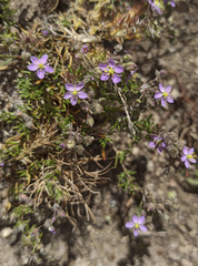 Spergula