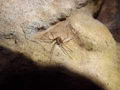 Loxosceles rufescens