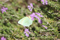 Gonepteryx cleopatra