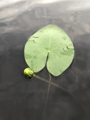 Nuphar pumila