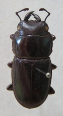 Telodorcus