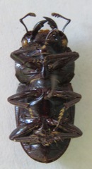 Telodorcus