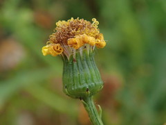 Senecio squalidus
