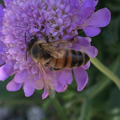 Apis mellifera
