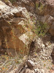 Anisacanthus thurberi
