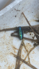 Chrysobothris scitula