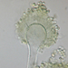 Aspergillus flavus - Photo (c) Medmyco, some rights reserved (CC BY-SA)