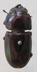 Dorcus wickhami
