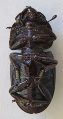 Dorcus wickhami