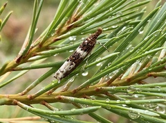 Prionapteryx nebulifera