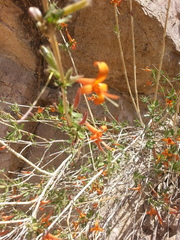 Anisacanthus thurberi