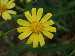 Senecio squalidus