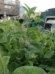 Symphytum × hidcotense