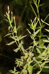 Podosphaera epilobii