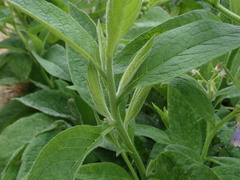 Symphytum × hidcotense