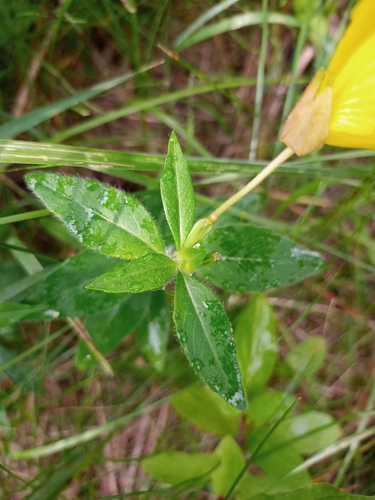 Image of Oenothera pilosella by no rights reserved