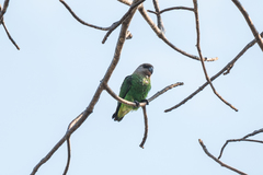 Poicephalus cryptoxanthus