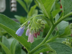 Symphytum × hidcotense