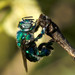 Euglossa melanotricha - Photo (c) jbio, some rights reserved (CC BY-NC), uploaded by jbio