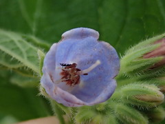 Symphytum × hidcotense