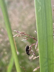 Neottiglossa pusilla