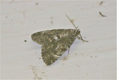 Allotria