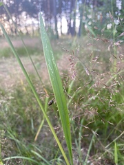 Neottiglossa pusilla