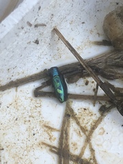 Chrysobothris scitula