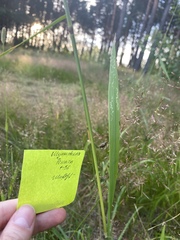 Neottiglossa pusilla