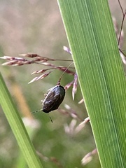 Neottiglossa pusilla