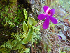 Pinguicula oblongiloba