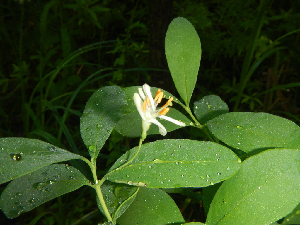swamp fly honeysuckle (Lonicera oblongifolia) (Trees and Shrubs of