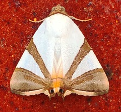 Eulepidotis persimilis