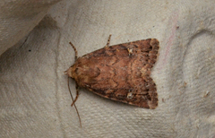 Pseudorthodes irrorata