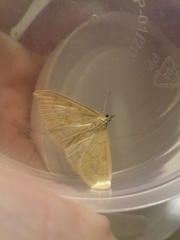 Paratalanta hyalinalis