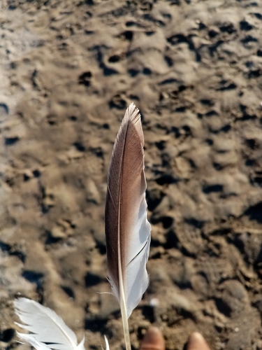 Plume de Guillemot de Troïl