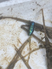 Chrysobothris scitula