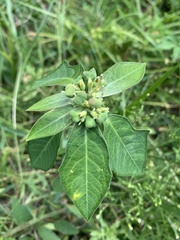 Euphorbia heterophylla image