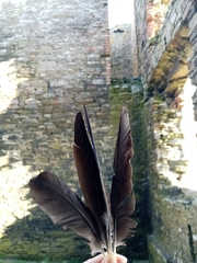 Corvus monedula monedula