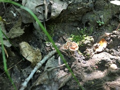 Podoscypha petalodes