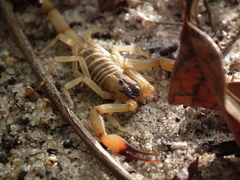 Tityus cylindricus