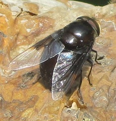 Copestylum mexicanum