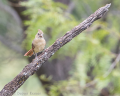 Cardinalis cardinalis