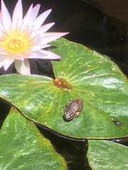 Dendropsophus luddeckei