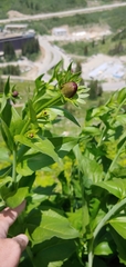 Rudbeckia occidentalis