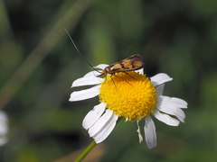 Nemophora pfeifferella