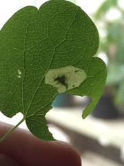 Phytomyza aquilegiae group