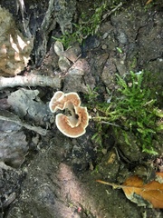 Podoscypha petalodes