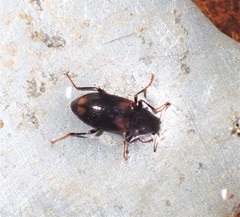 Optioservus