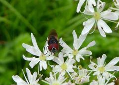 Chrysogaster cemiteriorum